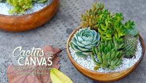succulents-philippines-cactus-and-canvas